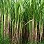 Sugar Crops image